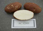 Canela russet