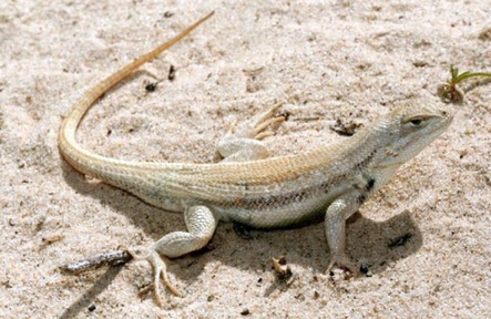 Dunes Sagebrush Lizard