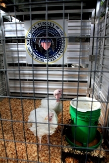 2012_1116_Turkeys