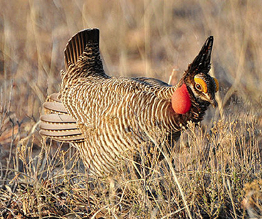 LesserPrairieChicken