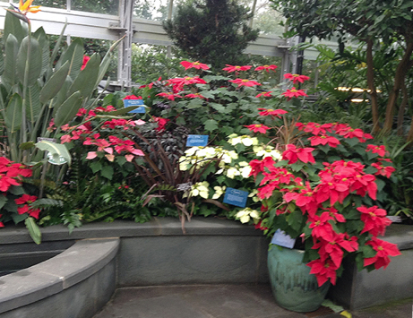2013_1209_BotanicPoinsettasOld