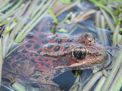 California red-legged frog