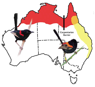 fairywren_map