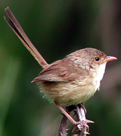 Fairywren_red-backed_female