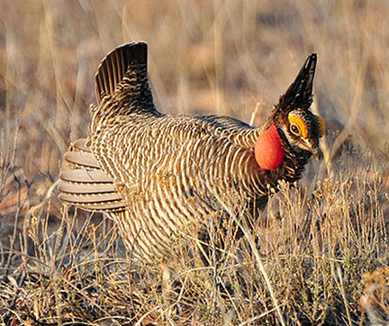 LesserPrairieChicken
