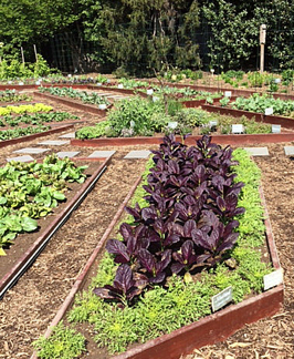2014_0428_WHgarden-Mustard