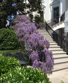 2014_0428_WHgarden-wisteria