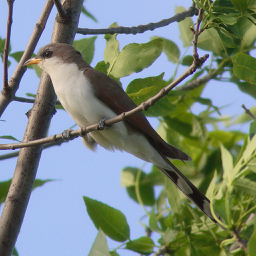 CuckooYellowBilled