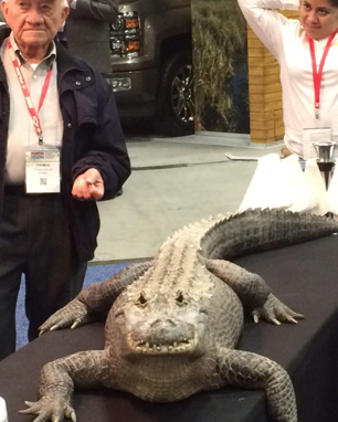2015_0112_FB_Alligator