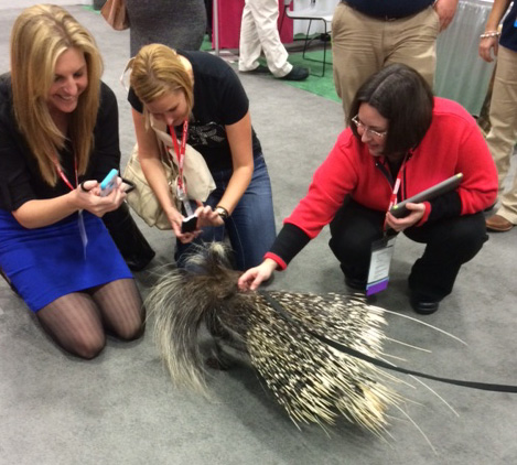 2015_0112_FB_Porcupine